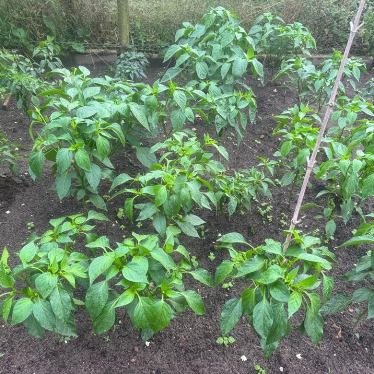 Dagbesteding-peper-2